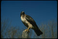 070005 Red Tailed Hawk On Hunting Perch A4 Photo Print