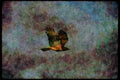 070006 Red Tailed Hawk In Flight A4 Limited Edition Watercolour Print