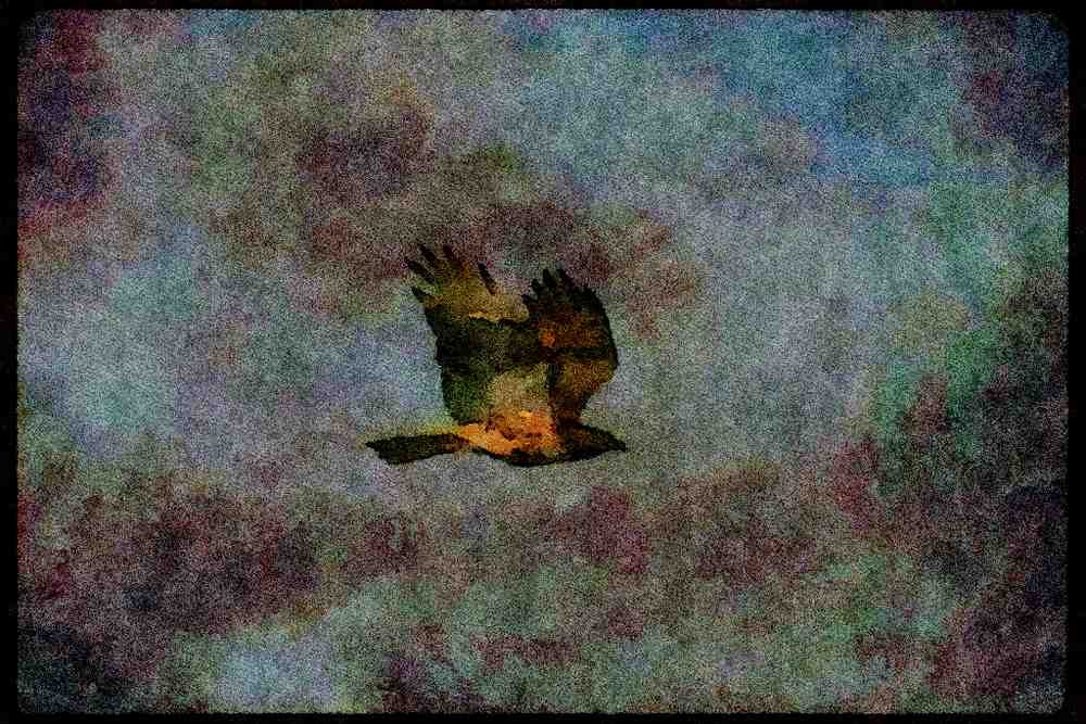 070006 Red Tailed Hawk In Flight A4 Limited Edition Watercolour Print