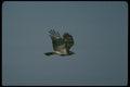 070006 Red Tailed Hawk In Flight A4 Photo Print