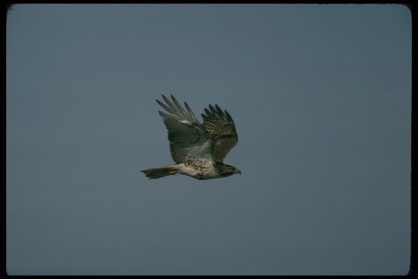 070006 Red Tailed Hawk In Flight A4 Photo Print