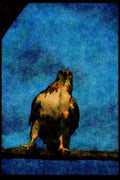 070007 Red Tailed Hawk A4 Limited Edition Watercolour Print