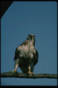 070007 Red Tailed Hawk A4 Photo Print