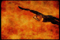 070008 Red Tailed Hawk Swooping In To Strike At Prey A4 Limited Edition Watercolour Print