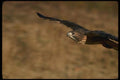 070008 Red Tailed Hawk Swooping In To Strike At Prey A4 Photo Print