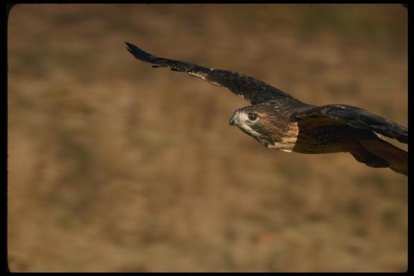 070008 Red Tailed Hawk Swooping In To Strike At Prey A4 Photo Print