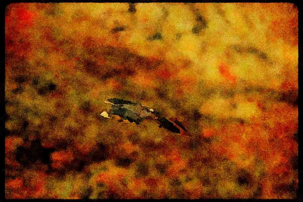 070009 Red Tailed Hawk Swooping In To Strike At Prey A4 Limited Edition Watercolour Print