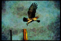 070010 Red Tailed Hawk Taking Off A4 Limited Edition Watercolour Print