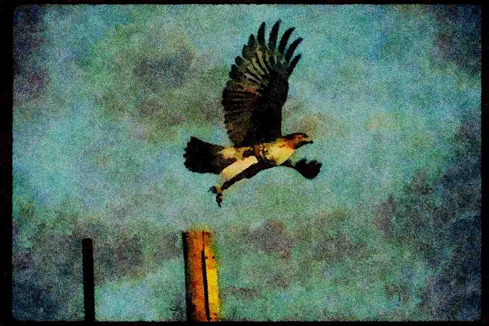 070010 Red Tailed Hawk Taking Off A4 Limited Edition Watercolour Print