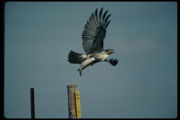 070010 Red Tailed Hawk Taking Off A4 Photo Print