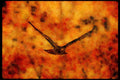 070011 Red Tailed Hawk Swooping In To Strike At Prey A4 Limited Edition Watercolour Print