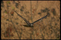 070011 Red Tailed Hawk Swooping In To Strike At Prey A4 Photo Print