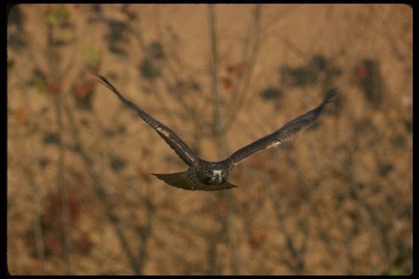 070011 Red Tailed Hawk Swooping In To Strike At Prey A4 Photo Print