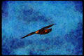 070012 Red Tailed Hawk Against Blue Sky A4 Limited Edition Watercolour Print