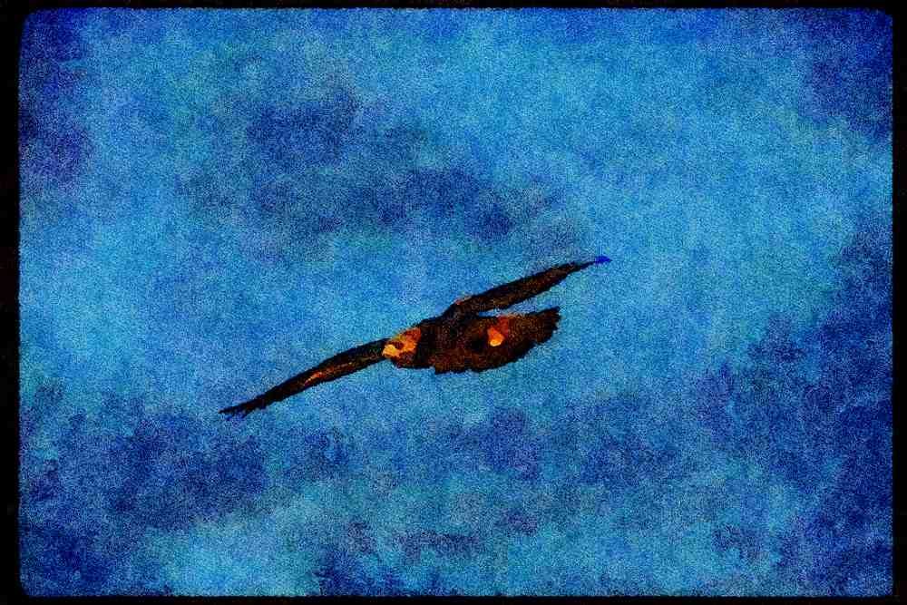 070012 Red Tailed Hawk Against Blue Sky A4 Limited Edition Watercolour Print