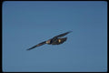 070012 Red Tailed Hawk Against Blue Sky A4 Photo Print