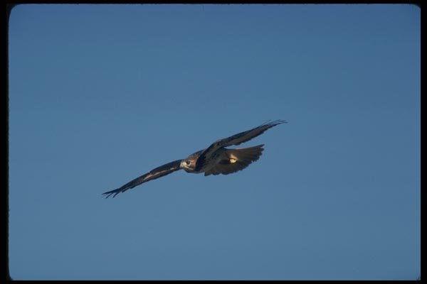 070012 Red Tailed Hawk Against Blue Sky A4 Photo Print