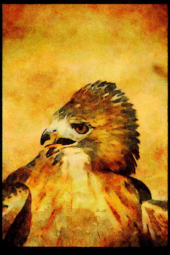 070013 Red Tailed Hawk Exhibiting Aggression A4 Limited Edition Watercolour Print
