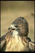 070013 Red Tailed Hawk Exhibiting Aggression A4 Photo Print