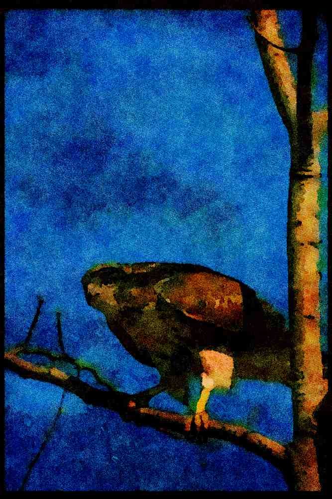 070014 Red Tailed Hawk In Tree A4 Limited Edition Watercolour Print
