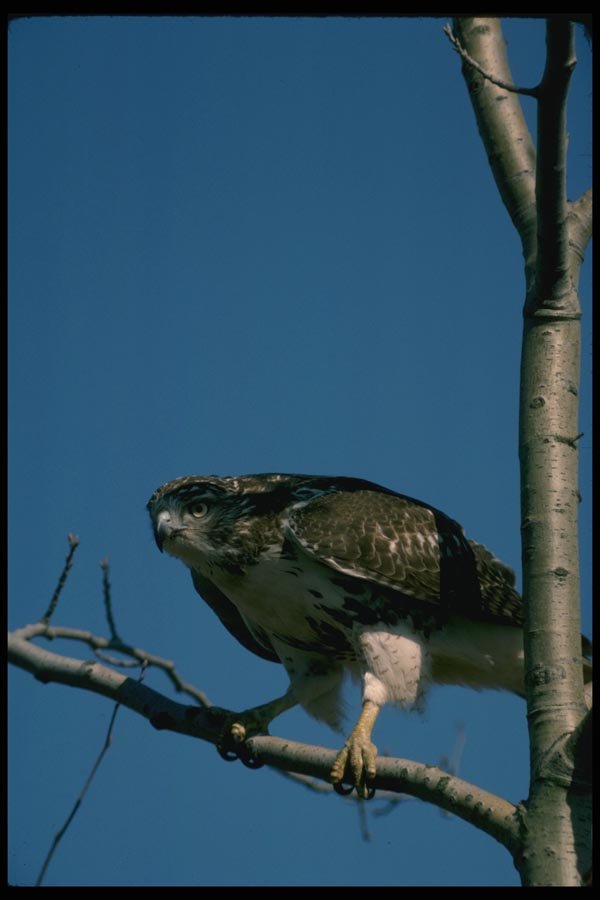 070014 Red Tailed Hawk In Tree A4 Photo Print