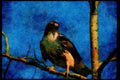 070015 Red Tailed Hawk In Tree A4 Limited Edition Watercolour Print