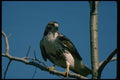 070015 Red Tailed Hawk In Tree A4 Photo Print