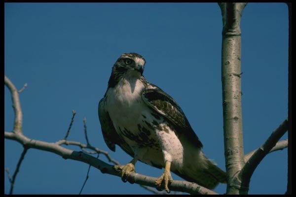 070015 Red Tailed Hawk In Tree A4 Photo Print