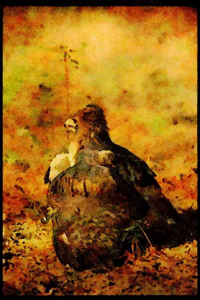 070016 Red Tailed Hawk Cloaking Prey A4 Limited Edition Watercolour Print