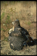 070016 Red Tailed Hawk Cloaking Prey A4 Photo Print