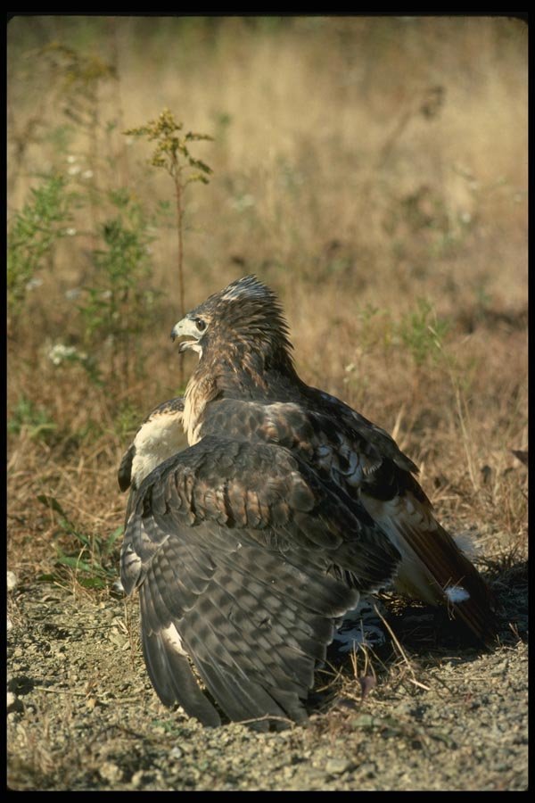 070016 Red Tailed Hawk Cloaking Prey A4 Photo Print