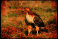 070017 Red Tailed Hawk On Ground A4 Limited Edition Watercolour Print