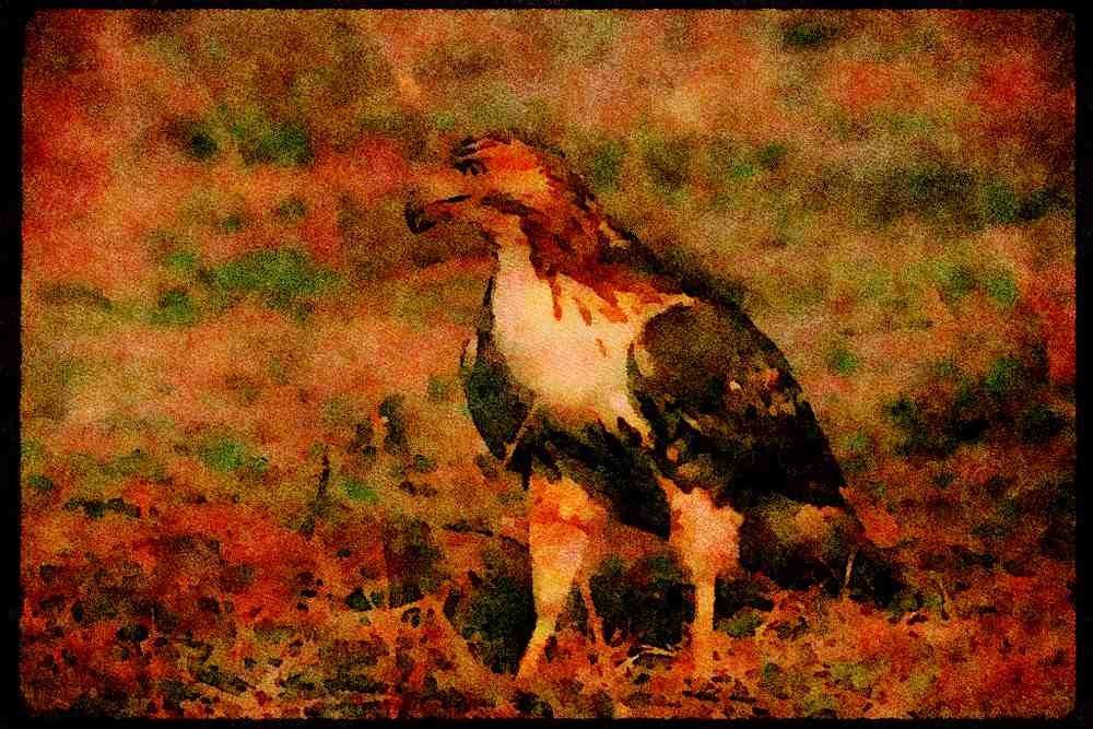 070017 Red Tailed Hawk On Ground A4 Limited Edition Watercolour Print