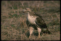 070017 Red Tailed Hawk On Ground A4 Photo Print