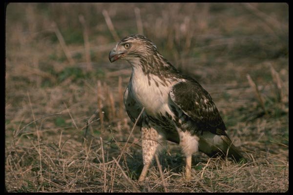 070017 Red Tailed Hawk On Ground A4 Photo Print