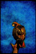 070018 Red Tailed Hawk On Hunting Perch A4 Limited Edition Watercolour Print