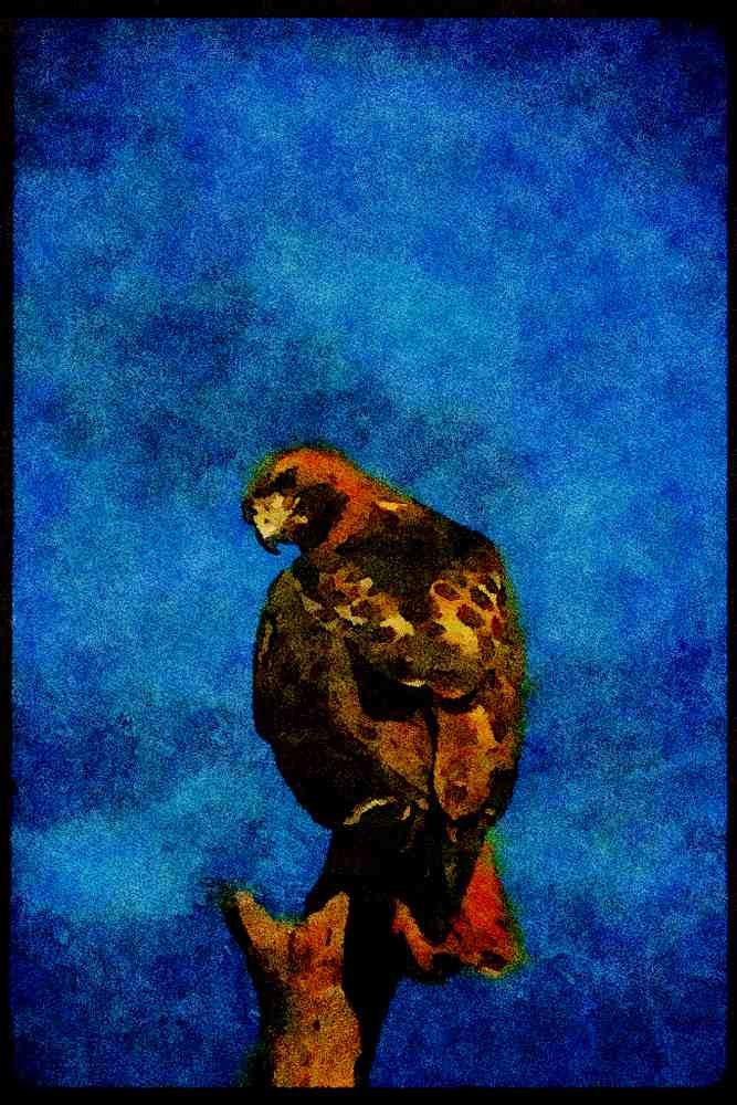 070018 Red Tailed Hawk On Hunting Perch A4 Limited Edition Watercolour Print
