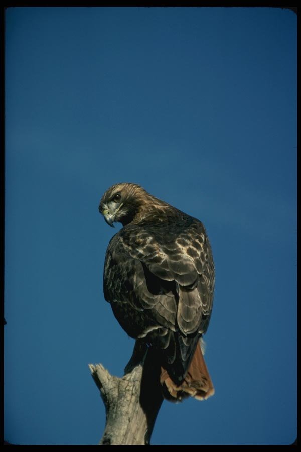 070018 Red Tailed Hawk On Hunting Perch A4 Photo Print