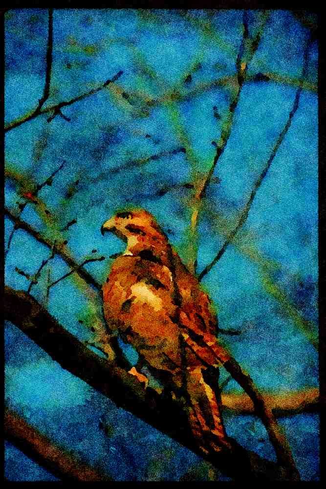 070019 Red Tailed Hawk In Tree A4 Limited Edition Watercolour Print