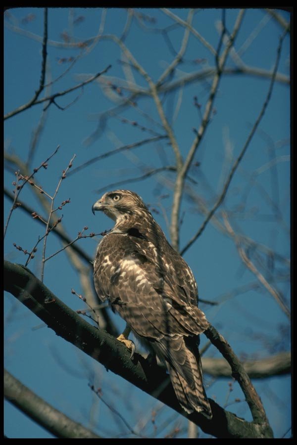 070019 Red Tailed Hawk In Tree A4 Photo Print