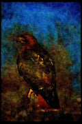 070020 Red Tailed Hawk On Hunting Perch A4 Limited Edition Watercolour Print