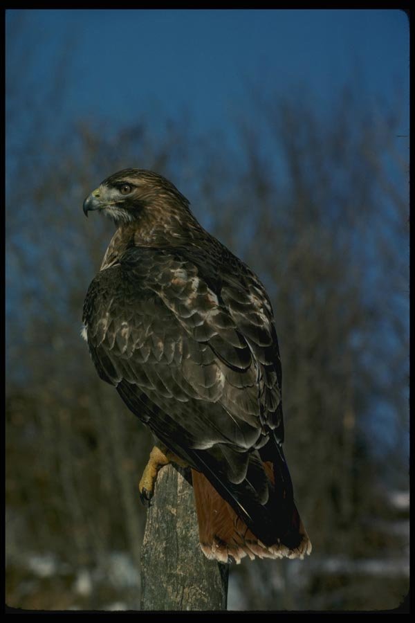 070020 Red Tailed Hawk On Hunting Perch A4 Photo Print