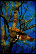 070021 Red Tailed Hawk In Tree A4 Limited Edition Watercolour Print