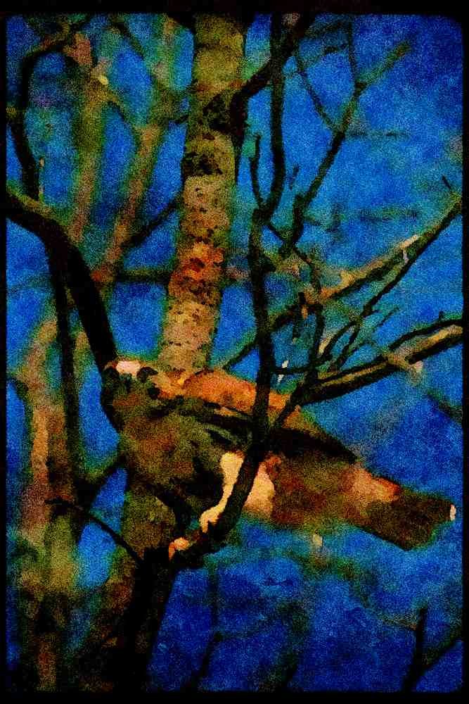 070021 Red Tailed Hawk In Tree A4 Limited Edition Watercolour Print