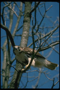 070021 Red Tailed Hawk In Tree A4 Photo Print