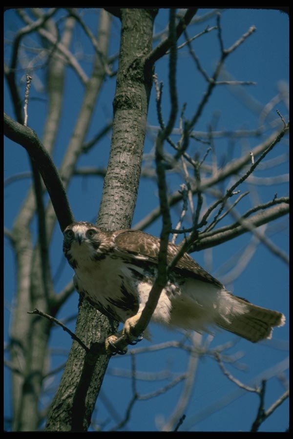 070021 Red Tailed Hawk In Tree A4 Photo Print