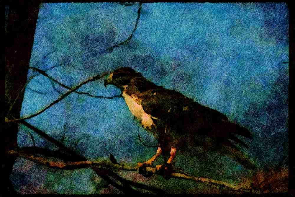 070022 Red Tailed Hawk In Tree A4 Limited Edition Watercolour Print