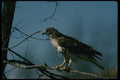 070022 Red Tailed Hawk In Tree A4 Photo Print