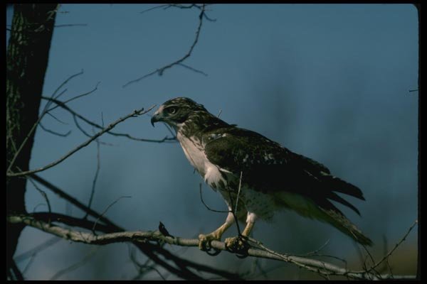 070022 Red Tailed Hawk In Tree A4 Photo Print