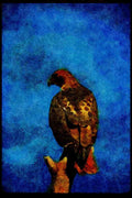 070023 Red Tailed Hawk On Hunting Perch A4 Limited Edition Watercolour Print